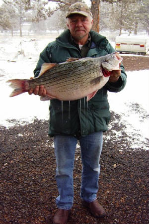 srhybrdbass.jpg